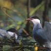 Whiskered Tern
